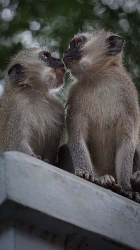 mammal two white monkeys monkey