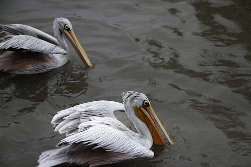 bird two white pelican birds on body of water pelican