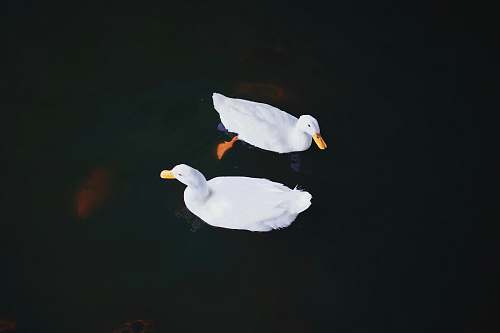 bird two white swans photo duck