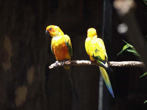 bird two yellow birds parrot