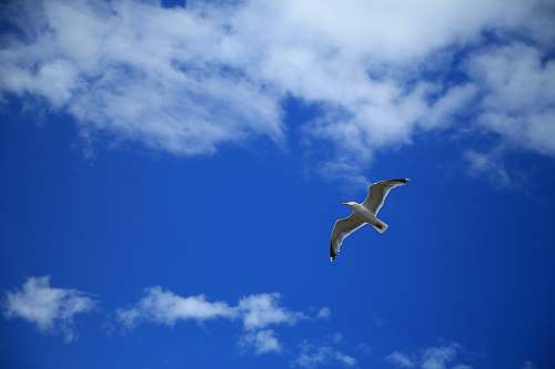 bird white albatross on flight under white cloudy sky flying