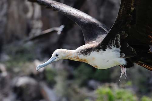 bird white and black bird albatross