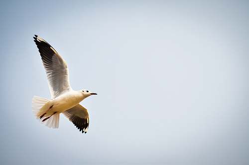 bird white and black bird close-up photography stork