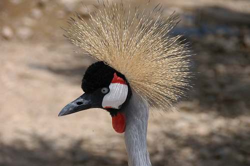bird white and black bird head crane bird