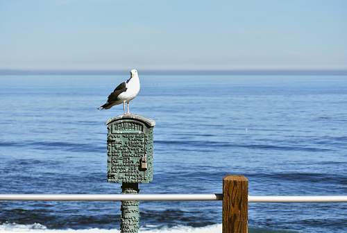 bird white and black bird on gray metal mailbox during daytime seagull