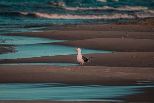 bird white and black bird standing beside body of water nature