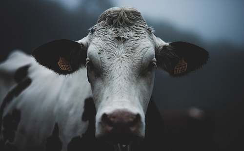 cow white and black cattle cattle