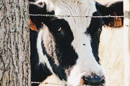 cattle white and black cow close-up photography cow