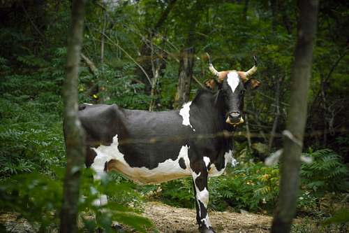 mammal white and black dairy cow near bushes cattle