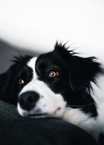 dog white and black dog lying on sofa pet