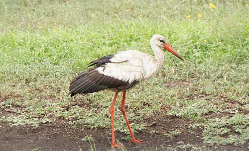 bird white and black egret beak