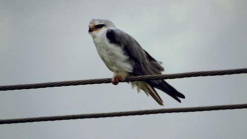 bird white and black hawk on wire grey