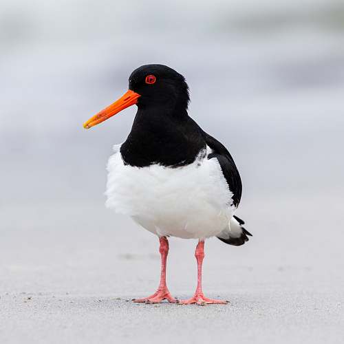 bird white and black oystercatcher beak