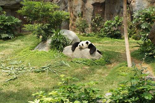 wildlife white and black panda relaxing on rock bear