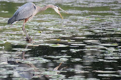waterfowl white and black pelican on body of water stork