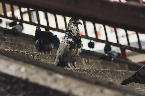 bird white and black pigeon pigeon