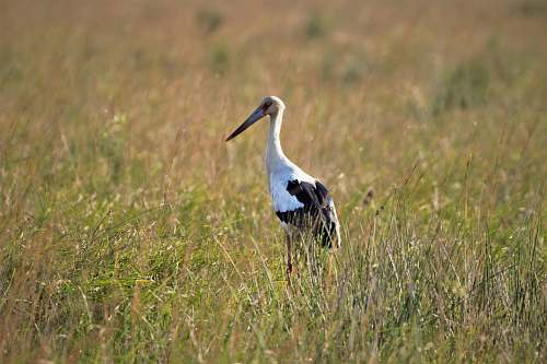 bird white and black stork bird waterfowl