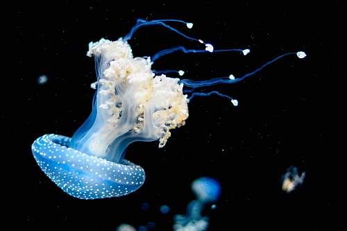 jellyfish white and blue jellyfish swims under water invertebrate