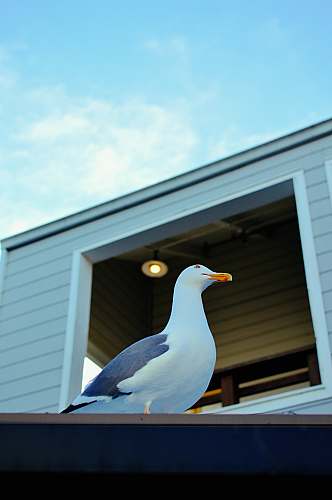 bird white and blue seagull seagull
