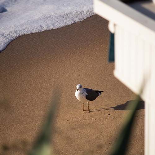 bird white and brown bird on shore during daytime seagull