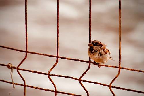 bird white and brown bird perched on metal wire sparrow