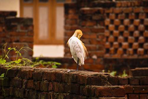 bird white and brown bird perching on brown concrete wall at daytime stork