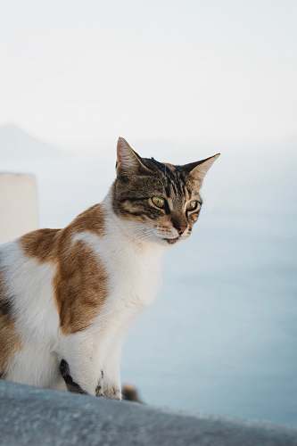 mammal white and brown cat pet