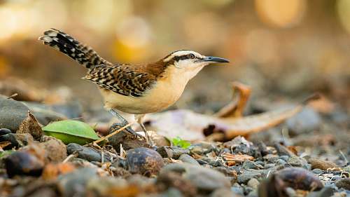 bird white and brown coated bird wren