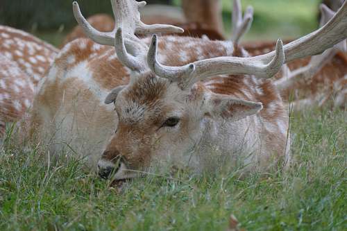 deer white and brown elk elk