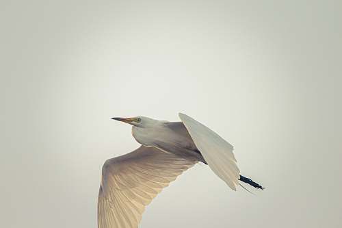 bird white and brown flying bird waterfowl