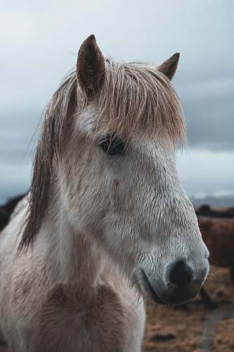 horse white and brown horse mammal