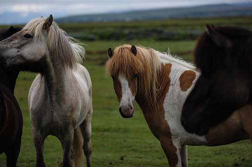 horse white and brown horses close-up photography mammal