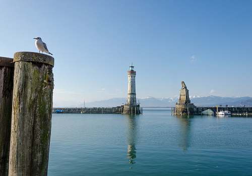 bird white and brown lighthouse photo architecture