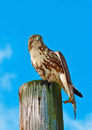 bird white and brown owl on wooden surface hawk