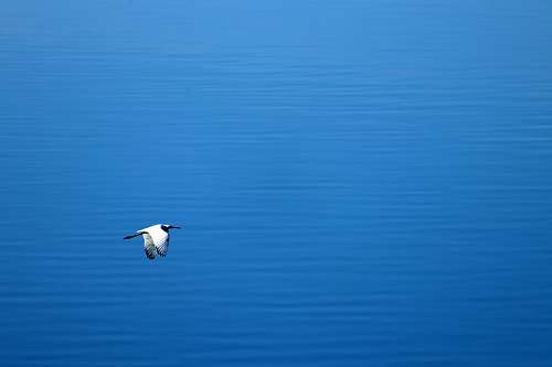 flying white and gray bird flying near water blue