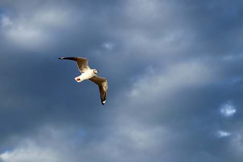 bird white and gray seagull bird flying flying