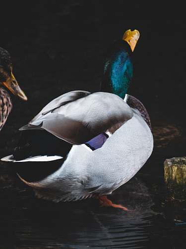 bird white and green mallard duck waterfowl