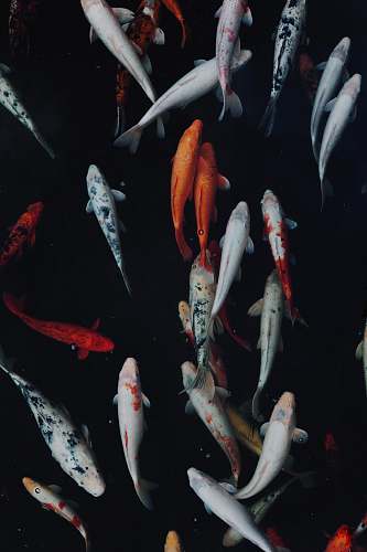 koi white and orange koi fish carp