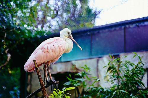 bird white and pink bird beak