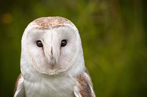 bird white barn owl owl