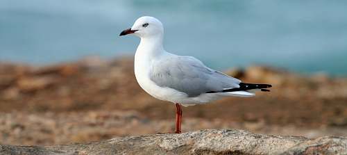 bird white bid on brown sand seagull