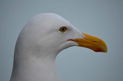 bird white bird seagull