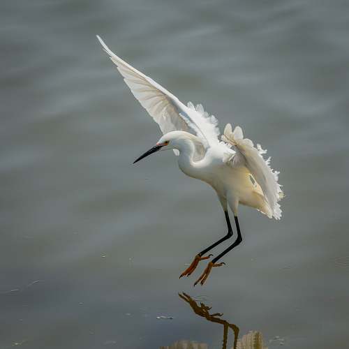 bird white bird flying above body of water during daytime waterfowl
