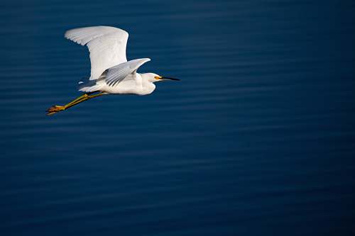 bird white bird flying over blue body of water waterfowl