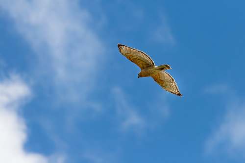 bird white bird flying under blue sky flying