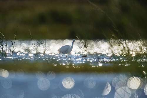bird white bird on lake waterfowl
