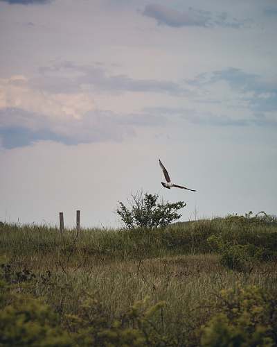 bird white bird on mid air flying