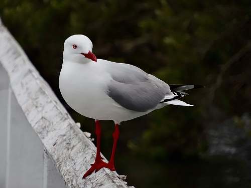 bird white bird on top of fence seagull