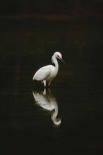 bird white bird on water ardeidae