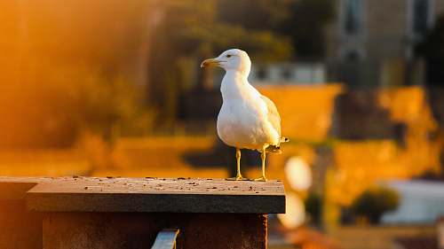 bird white bird on wooden surface seagull